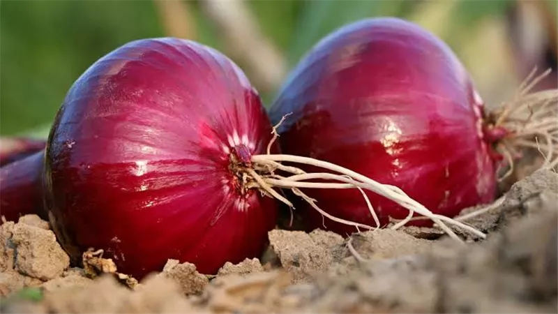 أكثر من مجرد رائحة فم كريهة.. آثار جانبية لتناول البصل النيء