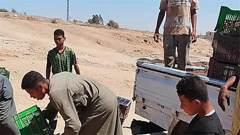 وسط درجات حرارة عالية وبلا ضمانات.. معاناة عمال نقل البلح للمسطاح 