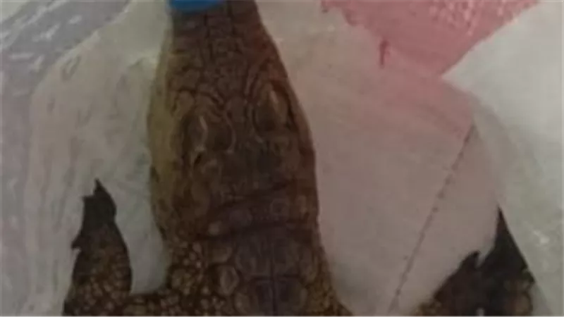 منال عوض توجه بالتعامل الفوري مع بلاغ العثور على تمساح بمياه بحر 