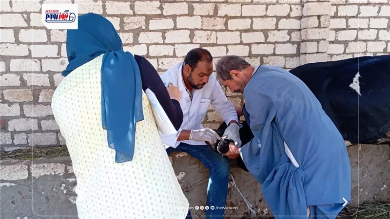 تحصين 80293 رأس ماشية ضد مرضي الحمى القلاعية وحمى الوادي المتصدع