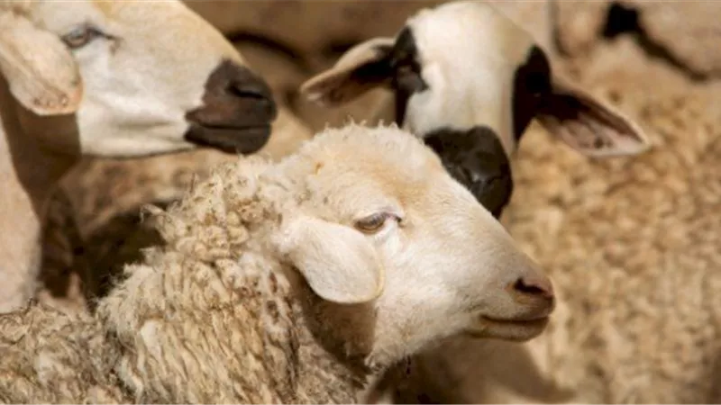 هل يجوز توكيل الجمعيات في ذبح الأضحية؟.. أمين الفتوى يجيب