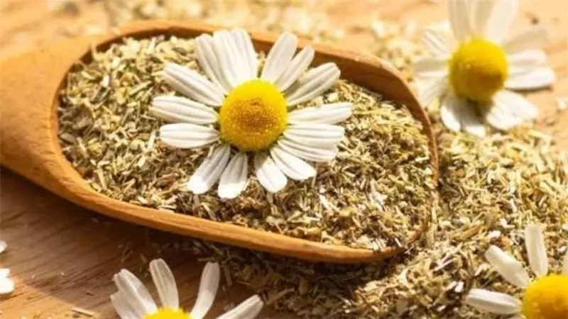 البابونج  يساعد في تحسين الصحة الجسدية والنفسية وتحسين الهضم