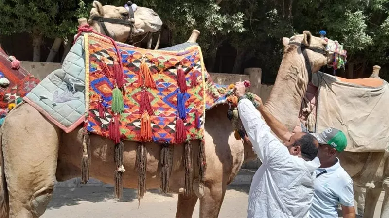 “لتجربة سياحية آمنة”.. كشف طبي يومي على الجمال والخيول بمنطقة الأهرامات