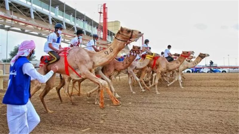 بحضور محافظ شمال سيناء.. انطلاق مهرجان سباق الهجن في العريش 