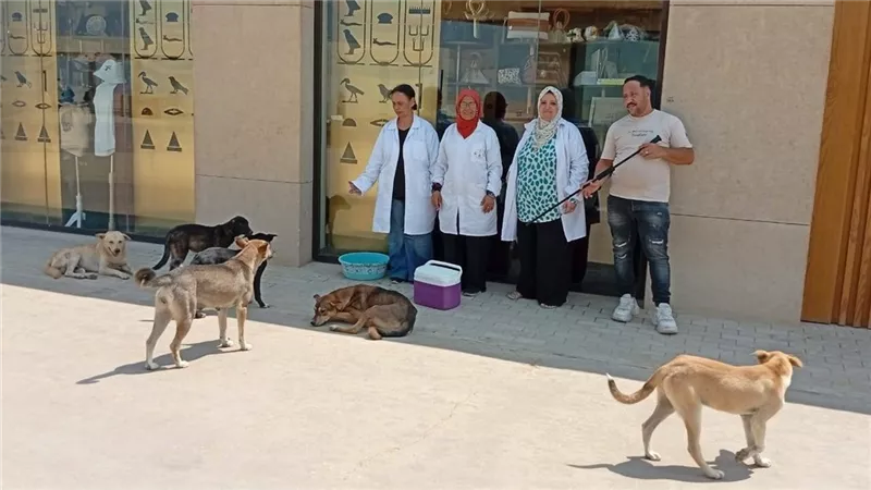 محافظة الجيزة: تحصين الكلاب الحرة بالمنطقة الأثرية لحماية المواطنين والزائرين