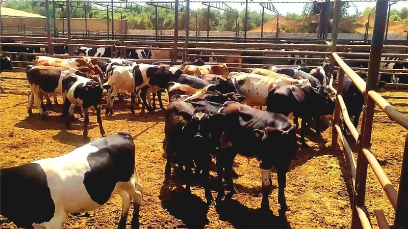زراعة الإسماعيلية تواصل جهودها لدعم صغار المربين وتنفيذ مبادرة 