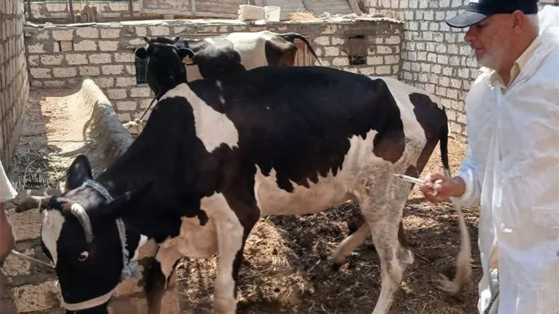 تنفيذ أعمال الحملة القومية للتحصين ضد الحمى القلاعية بالسويس 