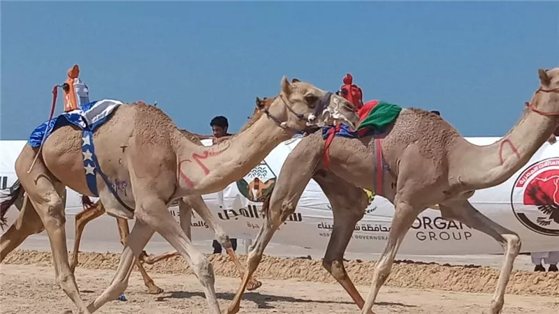 50 مليون ريال جوائز مهرجان ولي العهد للهجن في نسخته الثامنة