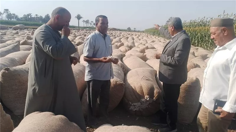 مع انطلاق توريد الأقطان.. محافظ أسيوط: دعم الفلاح وتحسين جودة المحصول  