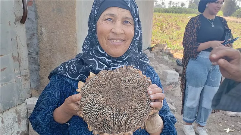 انطلاق موسم حصاد لب عباد الشمس في قها وطوخ بالقليوبية