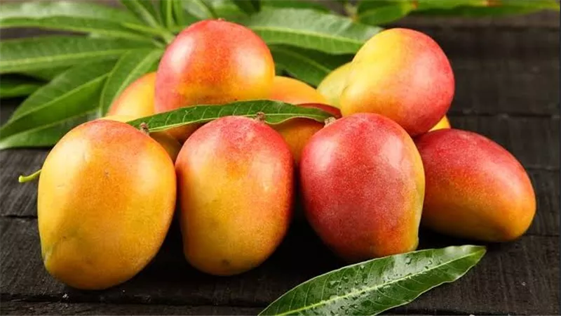 الزراعة تطمئن: تأخر موسم المانجو طبيعي بسبب المناخ.. والإنتاج مستقر دون خسائر 