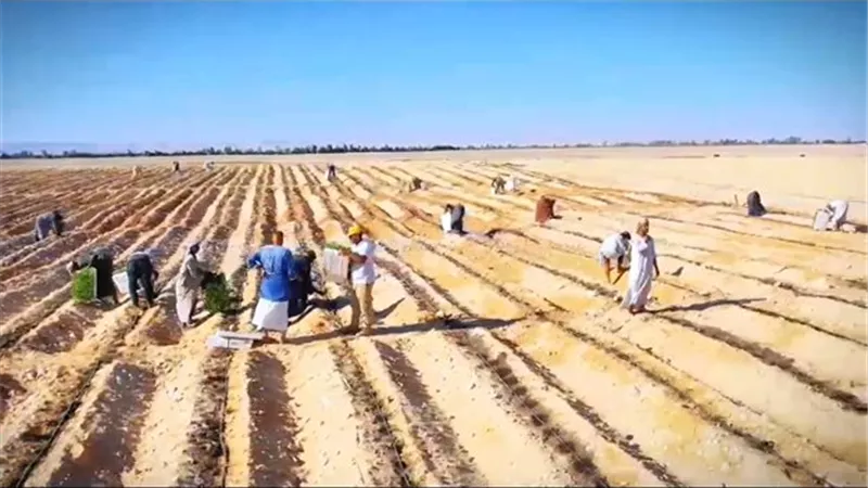  أفرولاند للتنمية المستدامة تطلق شرارة الموسم الشتوي لزراعة وتجفيف الطماطم