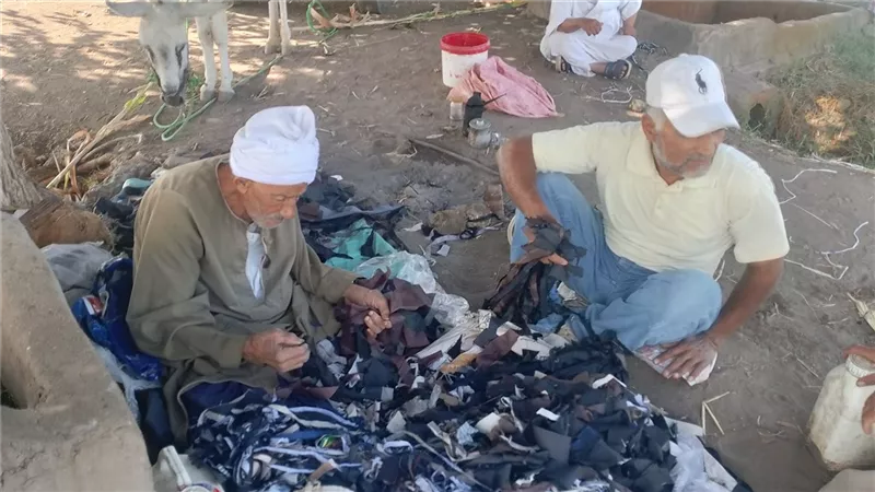 موسم حصاد السمسم بالقليوبية.. المزارعون: محصول استراتيجي ومصدر للخير 