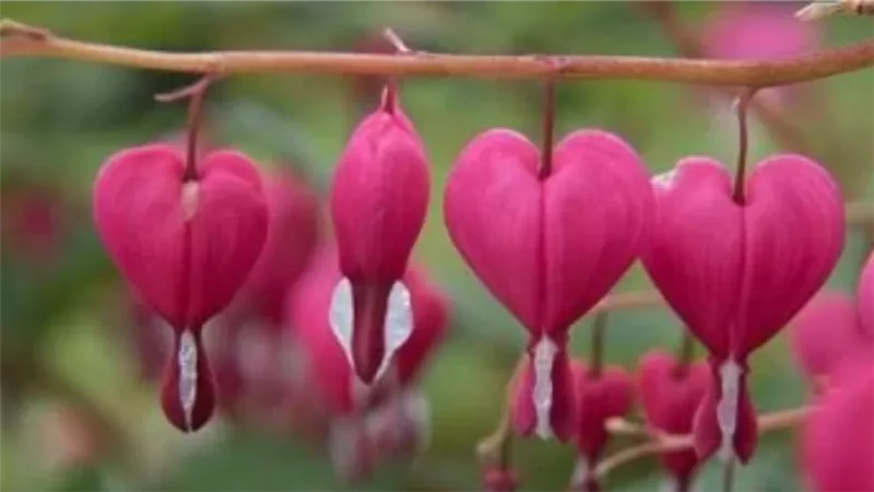 من زهرة نزيف القلب إلى الباذنجان السام.. عالم النباتات المدهش