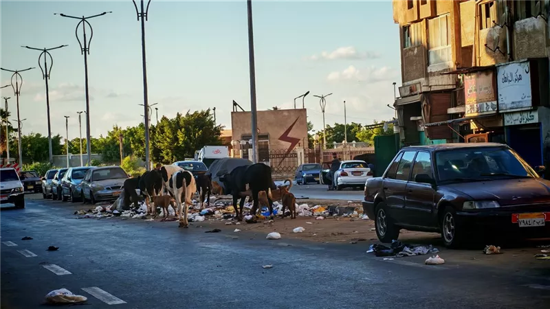 قبل مصادرتها.. محافظ بورسعيد يعطي مهلة لأصحاب الأبقار الضالة في الشوارع 3 أيام