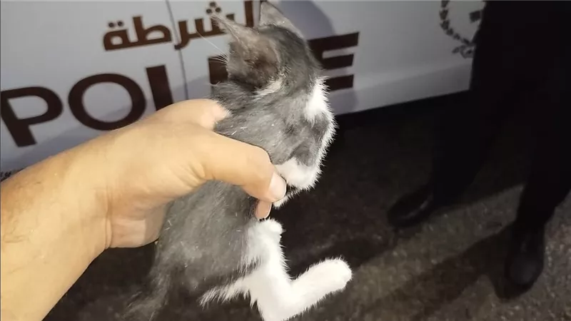 في لفتة إنسانية.. رجال الشرطة ببورسعيد ينقذون قطة صغيرة عالقة في عمود إنارة