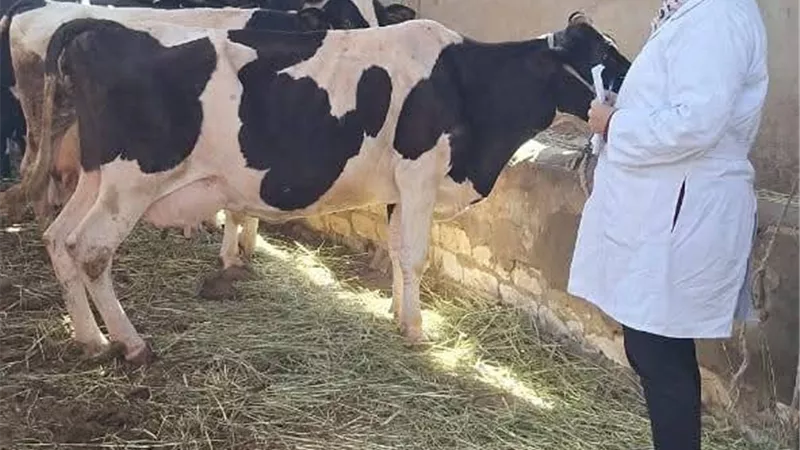قافلة بيطرية مجانية في السويس ضمن مبادرة «حياة كريمة»