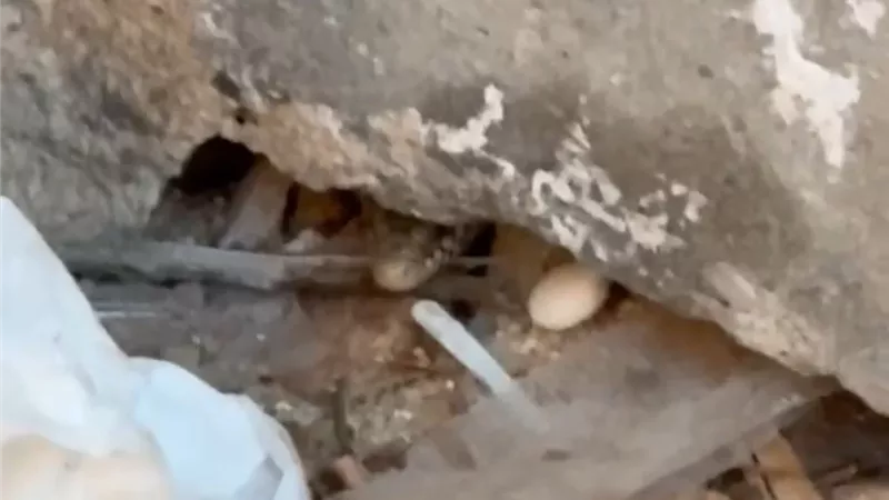 بعد نشر «نيوز رووم».. سد فتحة ثعبان مدرسة النصر للبنات بالإسكندرية