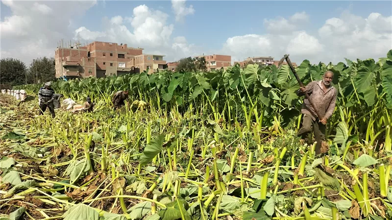 حصاد القلقاس في شنوان بالمنوفية فرحة لاتكتمل بسبب قلة الإنتاج
