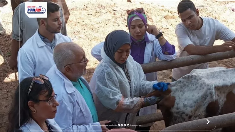 تحصين25795 رأس ماشية ضد مرض الحمى القلاعية والوادي المتصدع بالفيوم