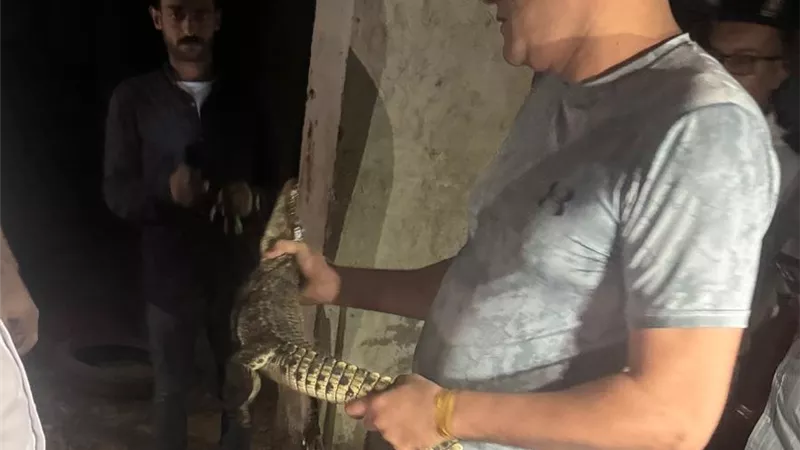 تمساح نيلي يفاجئ سكان حدائق الأهرام.. تدخل سريع من الأجهزة المختصة| صور