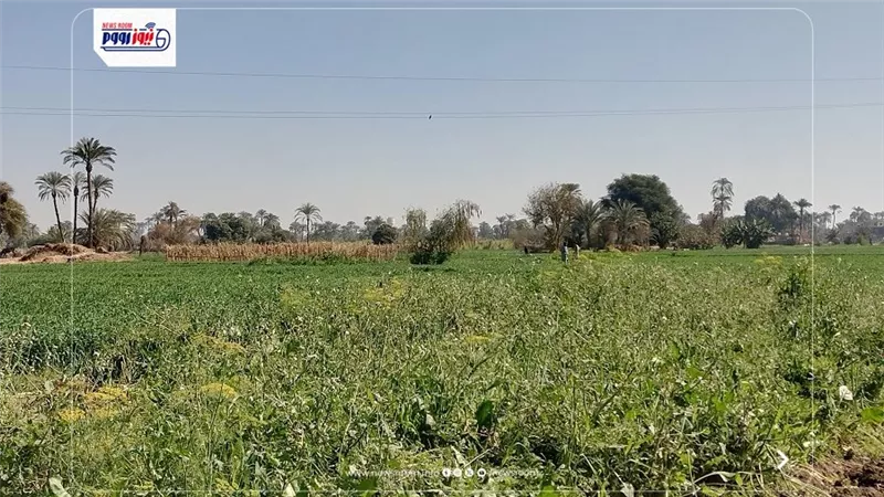 هنسيب الأرض تبور.. أهالي نقادة بقنا يستغيثون من نقص الأسمدة: هنجيب منين
