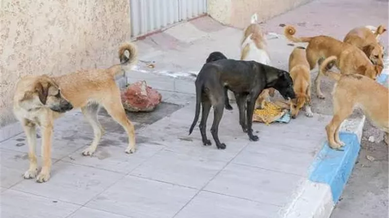 هاجمت عجوز عند دخوله المسجد.. أهالي أرض الجمعية : لا نسطيع النوم بسبب الكلاب