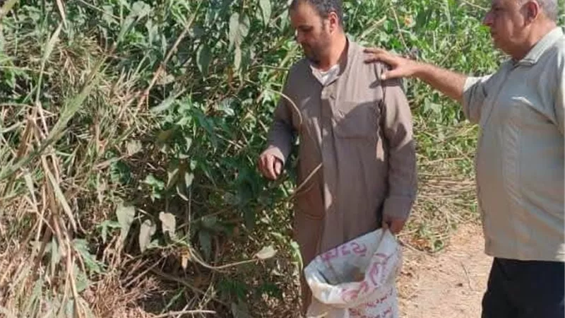 استعداد  للمحاصيل الشتوية .. انطلاق الحملة القومية لمكافحة القوارض بالشرقية