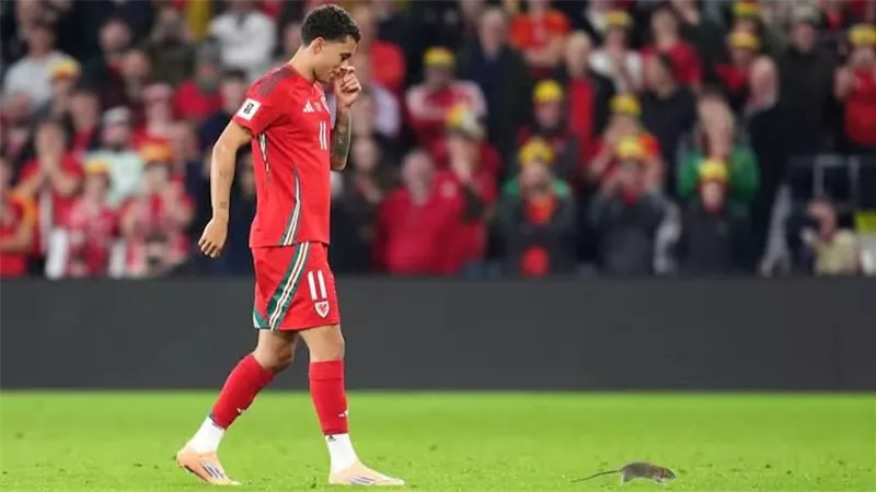 فأر يؤخر مباراة ويلز وبلجيكا في تصفيات كأس العالم لفترة وجيزة