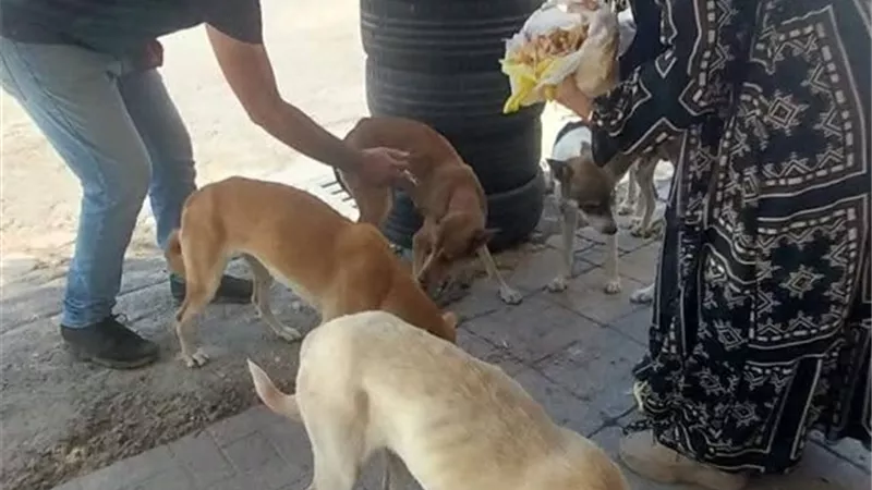 تحصين  الكلاب الحرة بشارع الشهداء و بورتوفيق وصلاح نسيم بالسويس