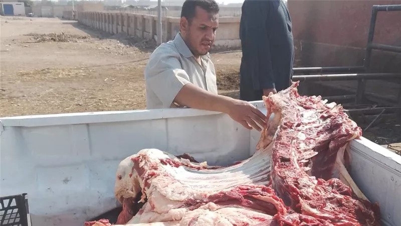 محافظ أسيوط : ضبط ذبيحة غير صالحة للاستهلاك الآدمي تزن 350 كجم خلال حملة مكبرة