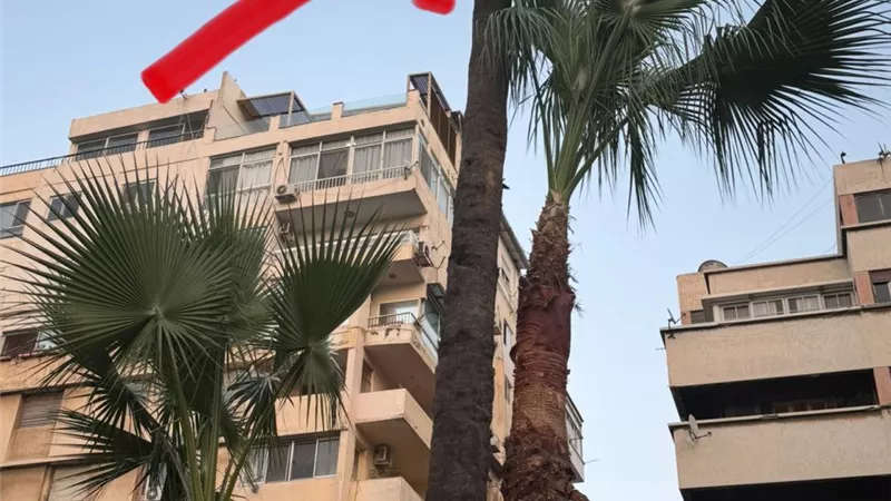 محافظة الإسكندرية توضح أسباب إزالة الأشجار والنخيل بشارع أبو قير.. بالصور