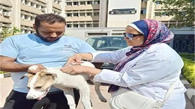 كلب ضال يعقر 5 أشخاص في كفر الزيات بمحافظة الغربية.. والغضب يسيطر على الأهالي