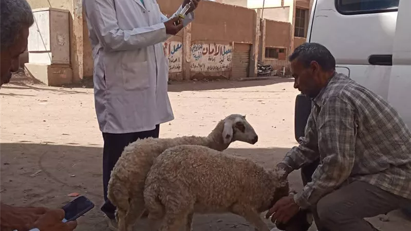 الطب البيطري بجامعة الزقازيق تطلق قافلتها العاشرة بقرية غزالة الخيس