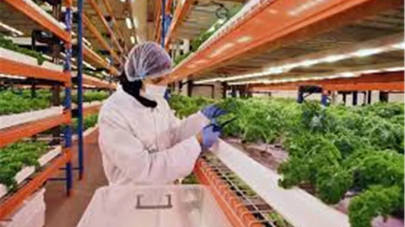 الاستثمار في الزراعة الذكية والحبوب فرص ذهبية لصغار المستثمرين 