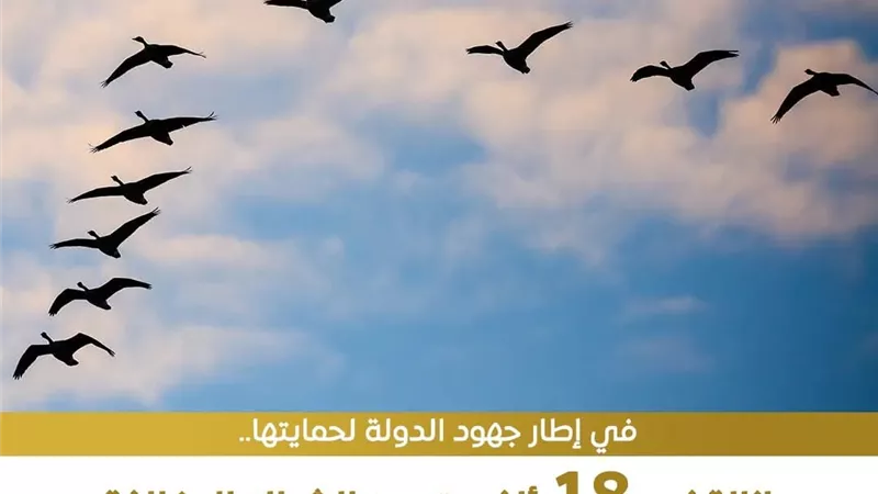 البيئة تزيل 18 ألف متر من الشباك المخالفة لحماية الطيور المهاجرة