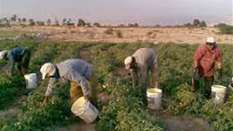 تفاصيل الحصول على تمويل المحاصيل من البنك الزراعي المصري |الشروط والخطوات 