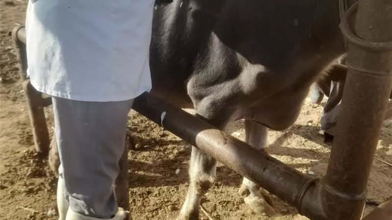 محافظ الغربية يعلن انطلاق الحملة القومية لتحصين الماشية ضد الحمى القلاعية