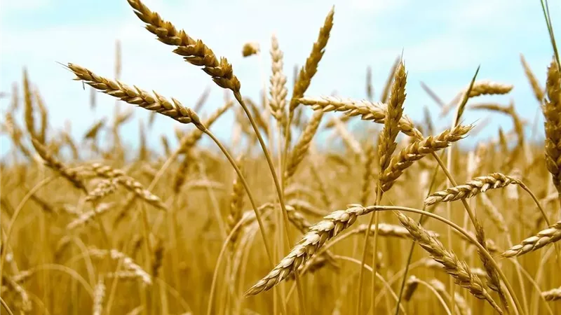 نقيب الفلاحين: إنتاج القمح يتجاوز 10 ملايين طن هذا العام