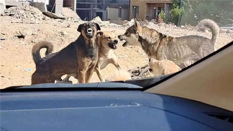 استغاثة عاجلة من أهالي المقطم بسبب الكلاب الضالة في الطريق
