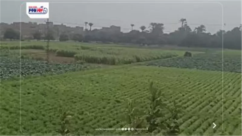 مفيش مطرفي الفيوم.. طقس مشمس ودافئ نهاراً ومائل للبرودة ليلاً 