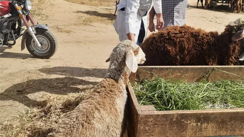 بيطري البحيرة: تحصين نحو 117 ألف رأس ماشية ضد حمى القلاعية