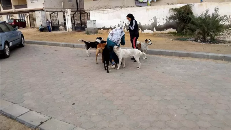 تحصين الكلاب ضد السعار بدمياط الجديدة ضمن جهود الطب البيطري والبيئة