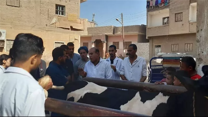 قوافل طبية مجانية تعالج 2984 رأس ماشية بالتعاون بين جامعتي أسيوط وبدر