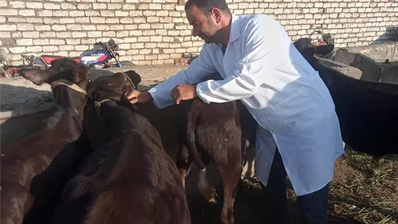 منذ انطلاقها.. تحصين 44 ألف و158 رأساً ببنى سويف ضد الحمى القلاعية  
