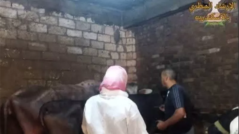 مخاوف من انتشار الحمي القلاعية بالإسكندرية.. الطب البيطري يرد