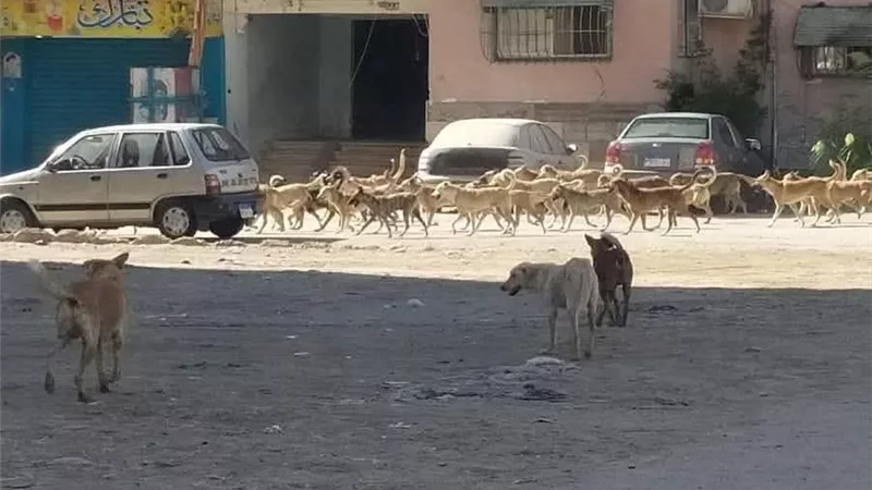 رغم حملات التحصين.. الكلاب الضالة تغزو شوارع السويس ومخاوف الأهالي تتصاعد 