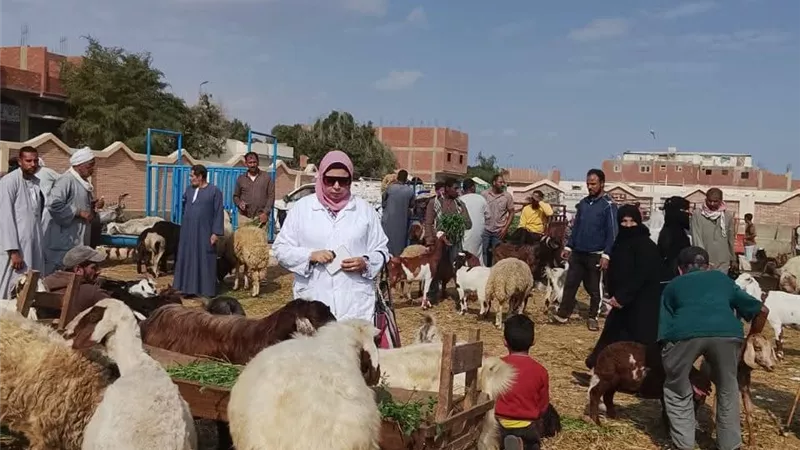 تحصين الحيوانات الحية بسوق الاغنام في السويس ضد الحمي القلاعية والوادي المتصدع