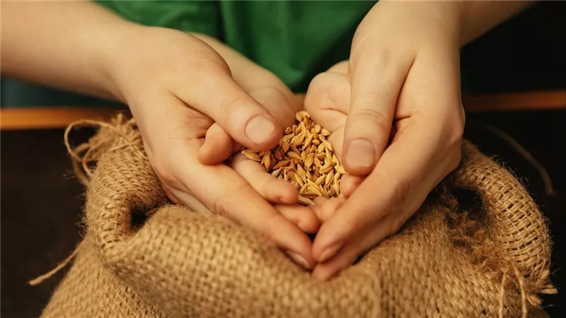 يحرم تأخيرها عند الجمهور .. تعرف على موعد إخراج زكاة الفطر