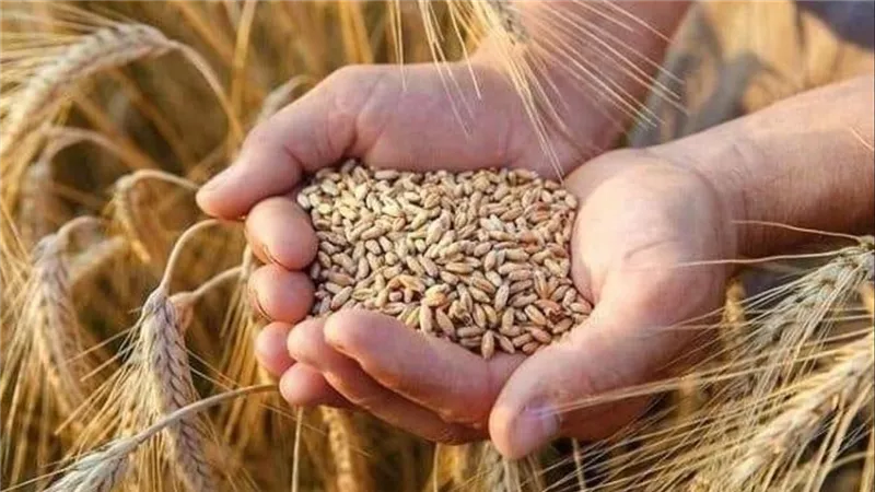 الأمن الغذائي والتنمية المستدامة: تحقيق 6 أشهر مخزون قمح و9 أشهر للسلع الأساسية و100% من بيض المائدة